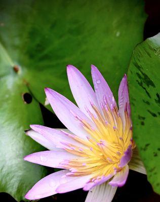 睡莲花语（从睡莲花语看自然美与内心修养）