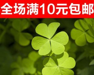 四叶草的含义与象征（寻找幸运的绿叶——四叶草的传奇故事）