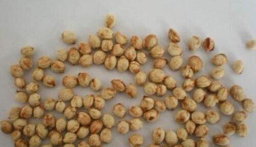 樱桃籽可以种吗（从萌芽到成树）