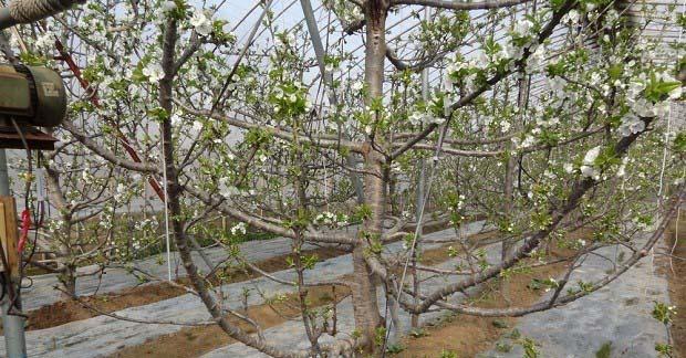 樱桃种植条件及区域气温要求（了解樱桃生长的基本规律）