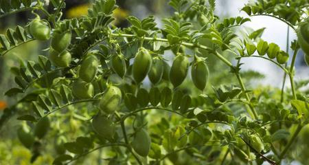 探讨鹰嘴豆亩产量多少斤的因素（种植条件）