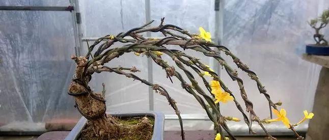 迎春花的根系结构（探究迎春花为何根系发达）