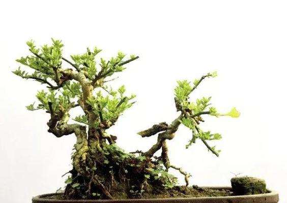 迎春花扦插生根的最快方法（掌握这些技巧）