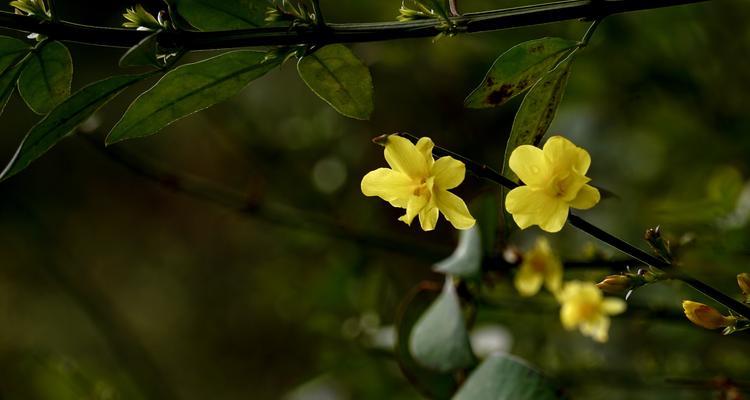 迎春花，一季芳香的美好（探寻迎春花的美丽世界）