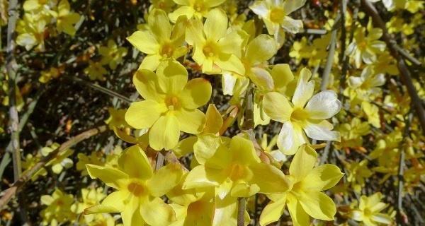 迎春花的生态与特征（探索迎春花属于什么类植物及其重要性）