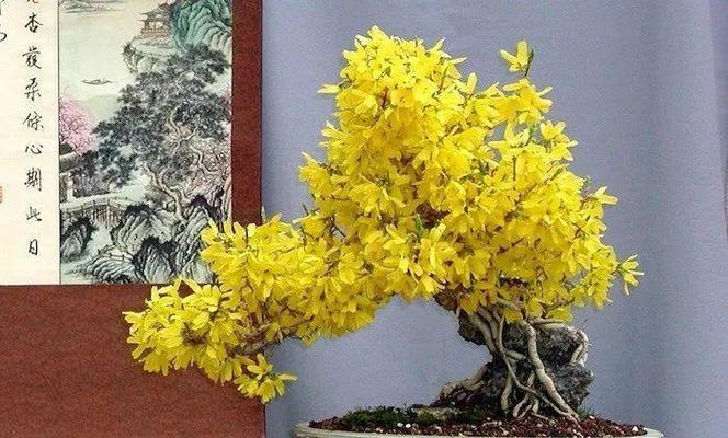迎春花的浇水技巧（如何科学浇水迎春花生长全掌握）