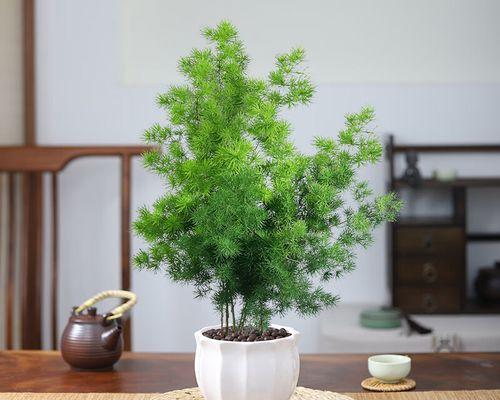 迎客花卉的种类及养护技巧（打造温馨生活的必备之选）