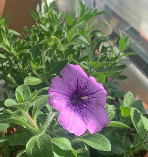 矮牵牛花之美——花开如梦，情语万千（探寻矮牵牛花的花语世界）