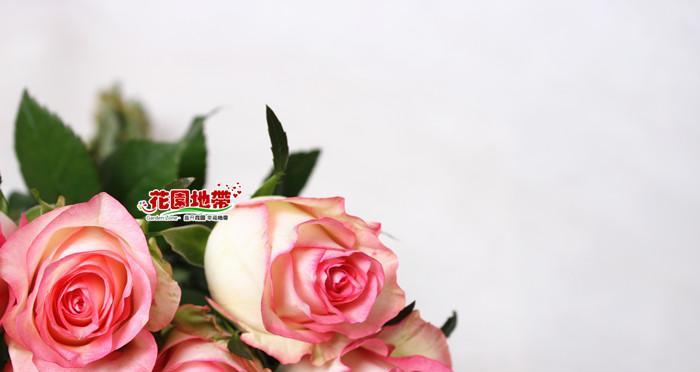 爱莎玫瑰花语与寓意——浪漫花朵的心灵之语（深入了解爱莎玫瑰花的特殊含义）