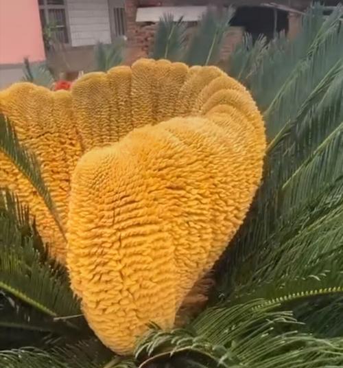 以巴西铁树开花的寓意（探索巴西铁树开花的象征意义及美丽奇迹）