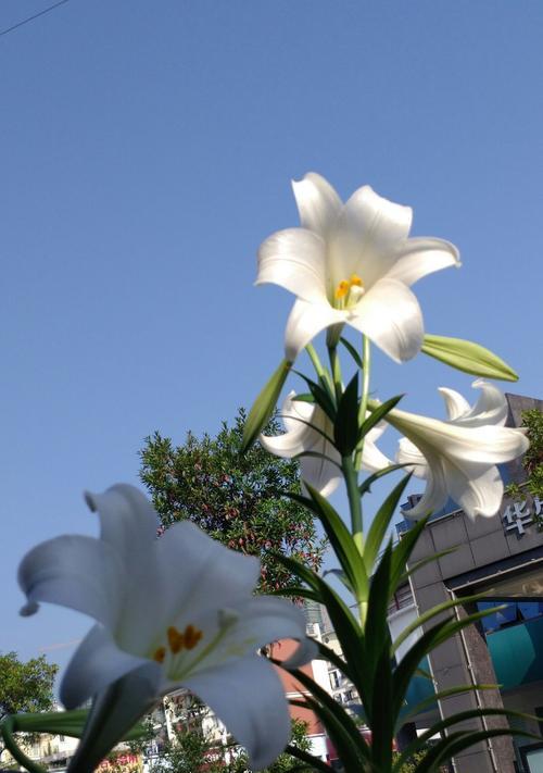 白百合花语（探寻白百合的花语及其内涵）
