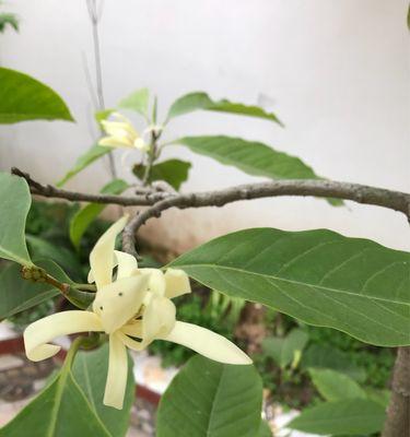 白兰花（白兰花的丰富象征意义与神秘历史）