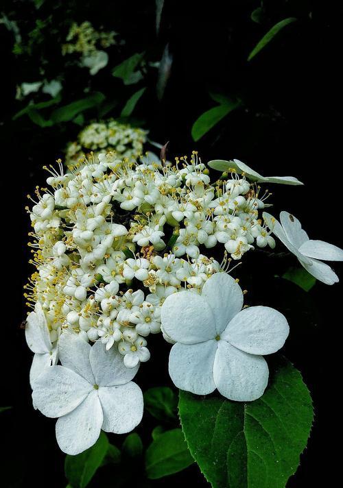 白琼花（白琼花的花语及寓意）