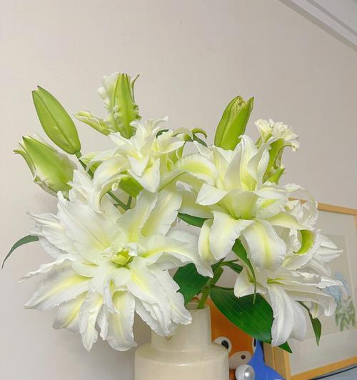 白色百合花的花语（百合花语解析与赏析）