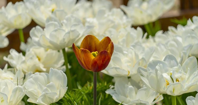 白色郁金香的花语——纯洁与无暇（探寻白色郁金香蕴含的美好寓意）