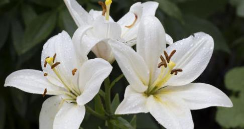 复瓣百合之花语（复瓣百合的花语传达着浓浓的爱意和永恒的承诺）