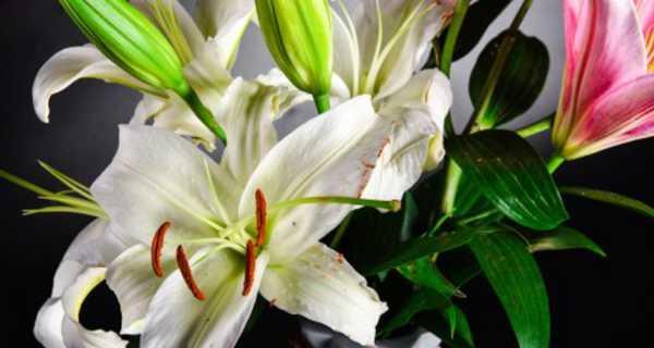 百合的花语与寓意——美丽与纯洁的象征（深入解读百合花的花语和寓意）