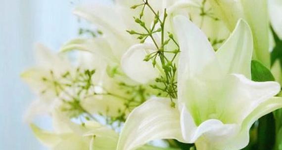 百合花的象征意义与传说（探寻百合花在文化与传统中的重要地位）