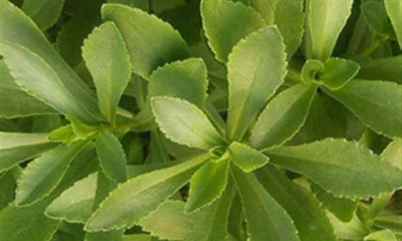 救心菜生长环境及种植技巧（从土壤到光照）