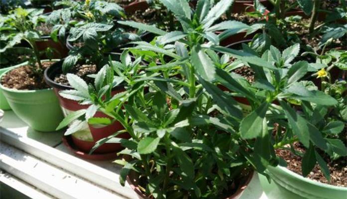 救心菜-营养丰富的健康蔬菜（了解救心菜的好处）