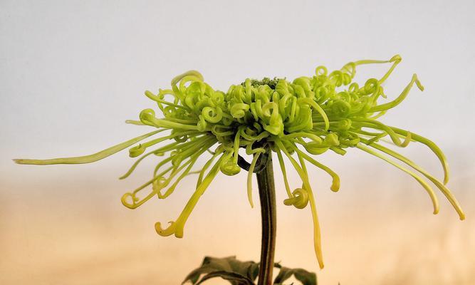 菊花代表生肖，了解你的花卉命理