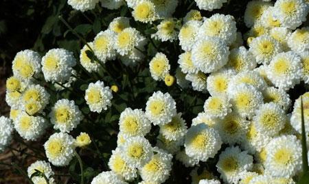 菊花花语及其涵义（揭秘菊花的含义与文化背景）