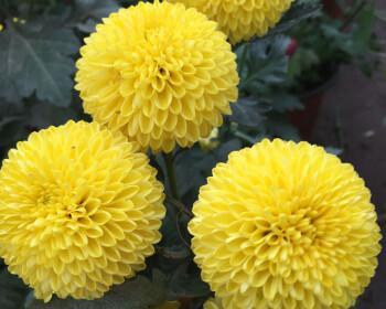 菊花生长周期的探究（揭开菊花生长的秘密及生长周期分析）
