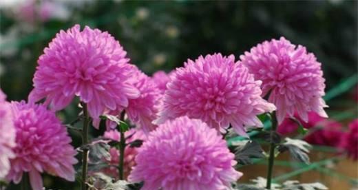 小菊花花语（探秘小菊花的含义及其象征意义）