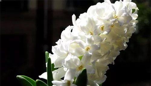 风信子的花语和寓意（揭秘风信子的象征意义）