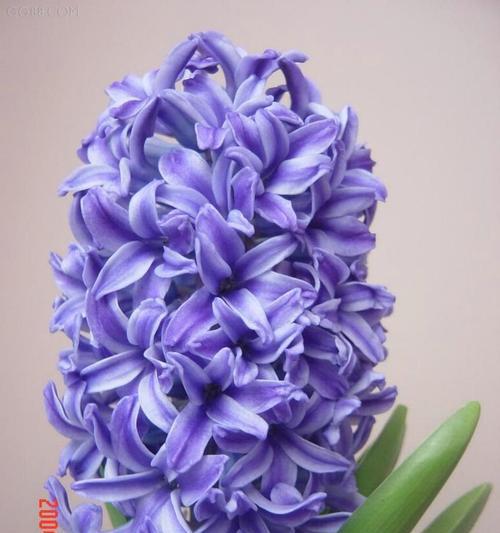 风信子花的象征意义及其魅力（花语与文化传承中的风信子）