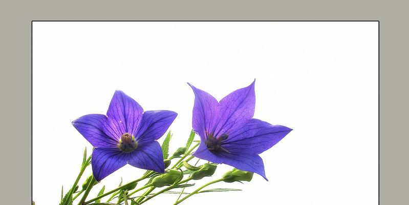 以梗菊的花语与寓意——展示内心的坚强与毅力（探索以梗菊为主题的花语）