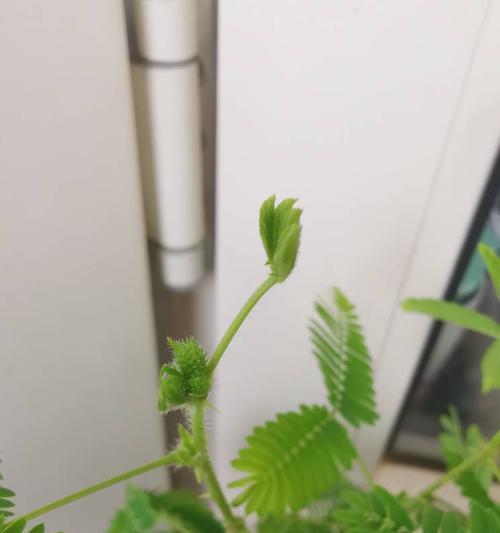 含羞草开花的含义（神秘）