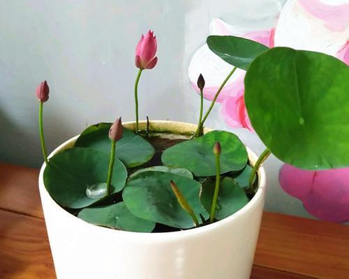 以荷花代表生肖——寓意深远的花卉象征（荷花与十二生肖的奇妙关联）
