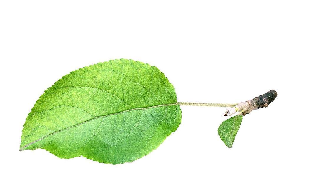 苹果树的叶子形状与特点（从形状到生长环境）