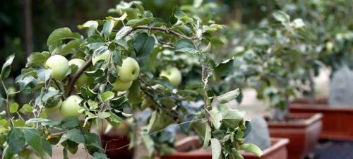 苹果树可以放在室内养吗（苹果树是否有毒）