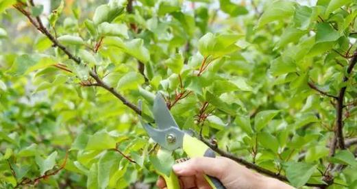 苹果树剪枝全攻略（时间）
