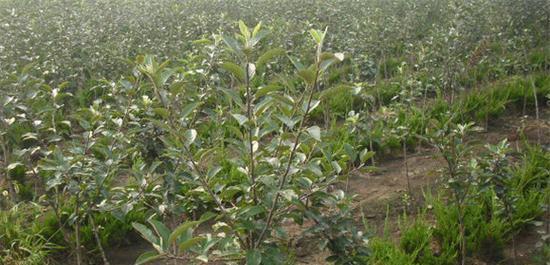 如何种植苹果树种子（从选种到成果）