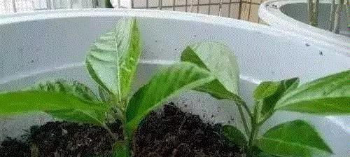 苹果籽可以种植吗（种出自己的苹果园）