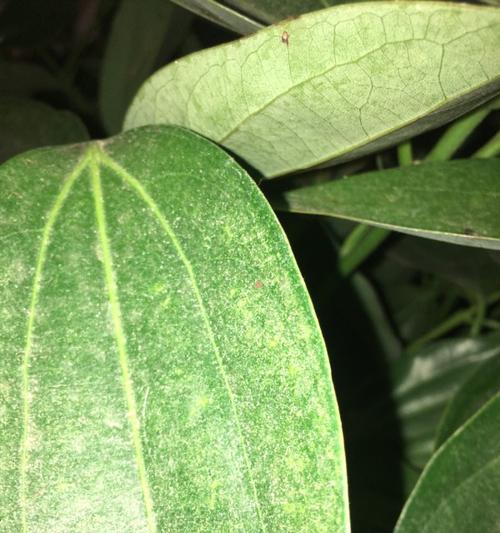 平安树介壳虫防治实用指南（药物选择）