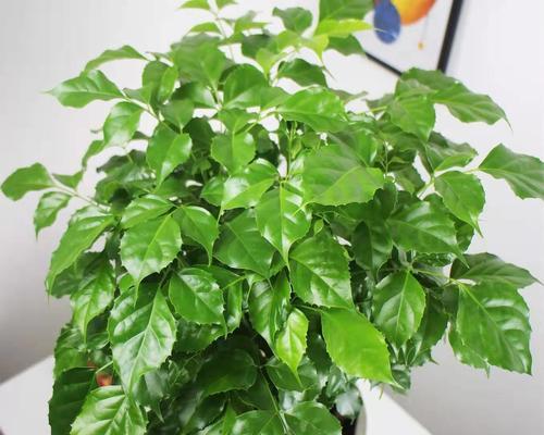 平安树施肥全攻略（让你的平安树茁壮成长）