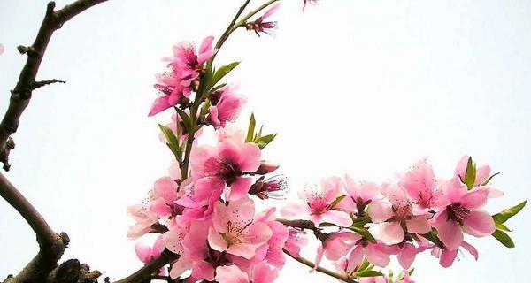 桃花花语与寓意解析（桃花的象征含义及文化内涵）
