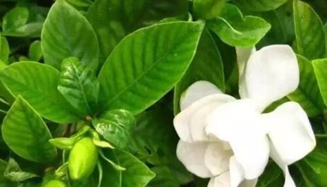 《等你》——以百合花的花语为主题的文章（用花语诉说我等你的心情）