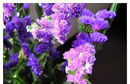 勿忘我的花语及其意义（勿忘我的美丽与寓意）
