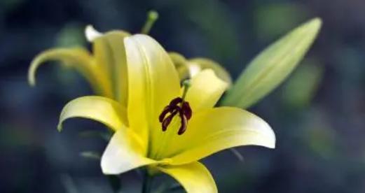 以向日葵花语为主题的文章（向日葵花语带给我们的希望与阳光）