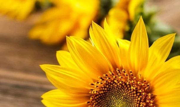 希望之花（以向日葵花语为主题的文章）