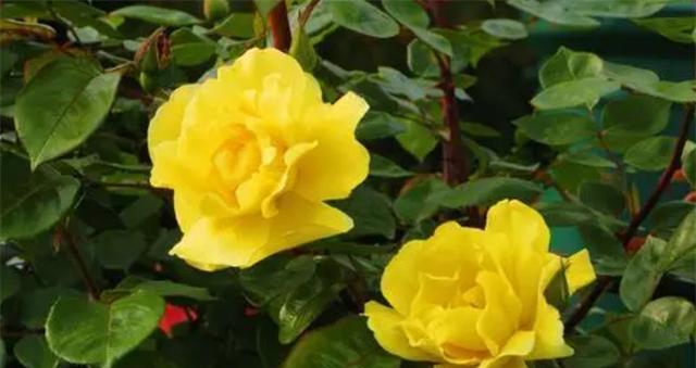 以向日葵的花语为主题的文章（向日葵花语传递的信念与希望）