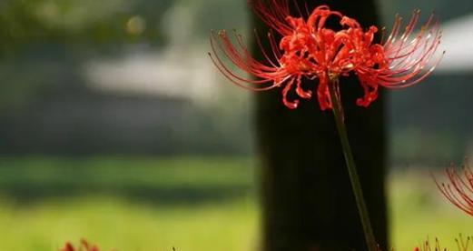 花语中的思念（红玫瑰花语传情意）
