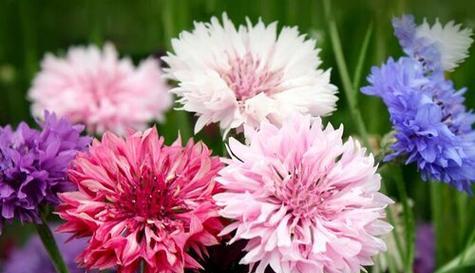 用白色康乃馨传递信任的花语（用花束传达坦诚与信赖）