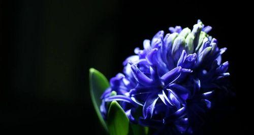 信仰之花——百合花的花语（探索百合花所代表的信仰与希望）