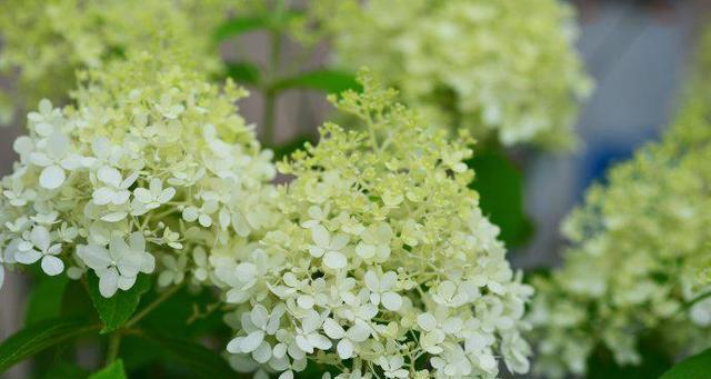 兄妹情深，以菊花为语（用菊花诠释兄妹情深的美好）